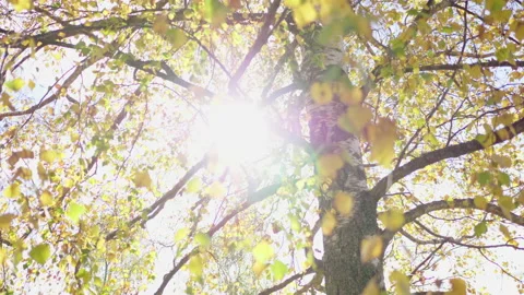 Looking at the sun through a tree in the park. Sun shines through leaves Video stock 221425880