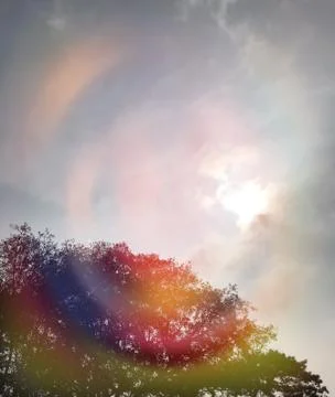 Looking into the sun through tree 스톡 사진