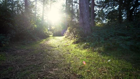 Looking up at sun through the trees Stock Footage 103112671
