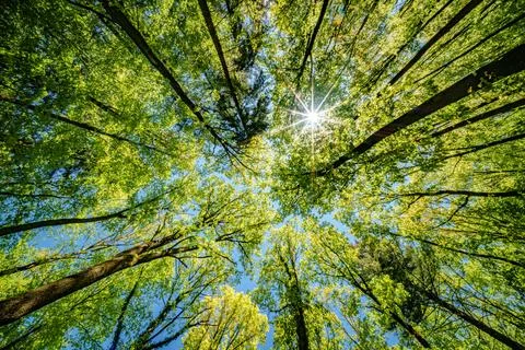 Looking up at the sun through the trees in a forest Stock Photos