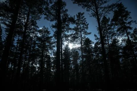 Looking up at the sun through the trees Stock Photos