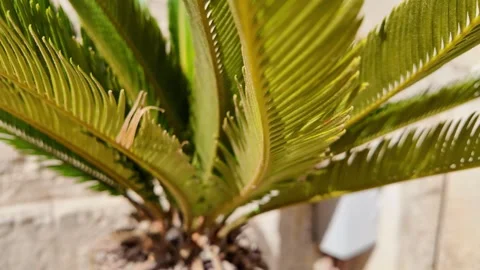 Looking up sunbeams through small palm trees swaying in the wind Vídeos de archivo 317119199