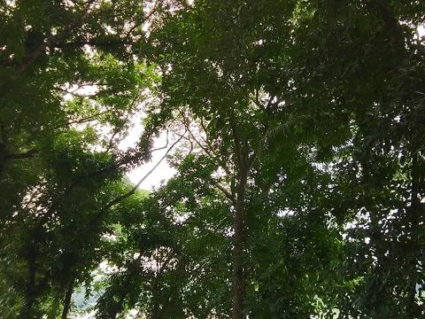 Looking up at sunlight filtering through thick green forest canopy with sunlight Stock-Fotos