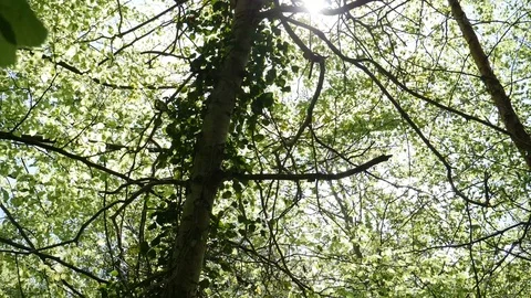 Looking Up At Sunlight In a Forest Stock Footage 91214965