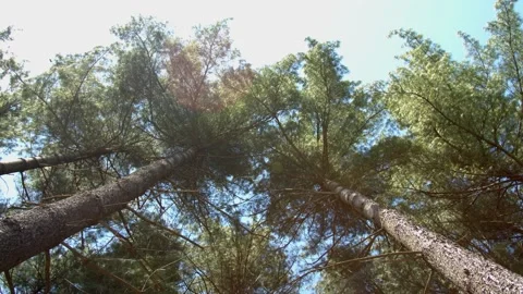 Looking up at sunlight through trees swaying in the wind. 4k60p Video stock 132452001