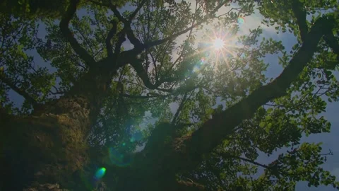 Looking Up into Sunlit Tree Crowns – Rotating View Stock Footage 313951983