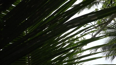 Looking up sunny sky peeking through palm trees in Funafuti, Tuvalu HD Video Stock Footage 64798884