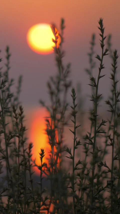 Looking at sunset over sea through the grass Stock Footage 346148391