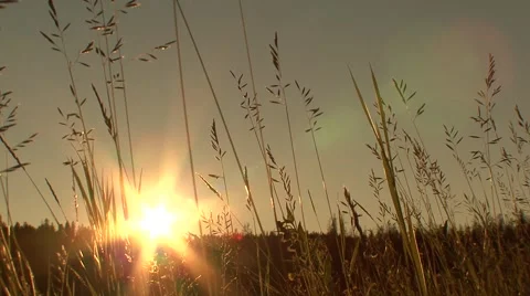 Looking into sunset through grass Stock Footage 45114087