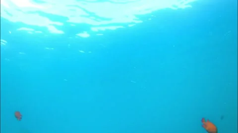 Looking to the surface from underwater Stock Footage 175474565