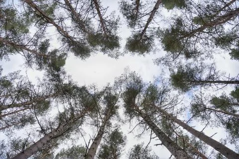 Looking up surrounded by trees Stock Photos