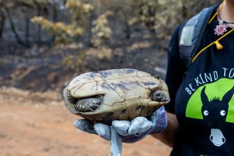 Looking for the surviving wild animals like turtle after the catastrophic w.. Stock Photos