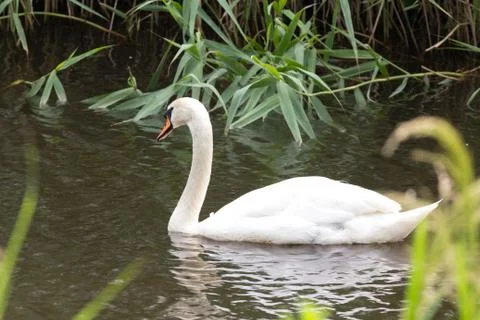 Looking swan Stock Photos