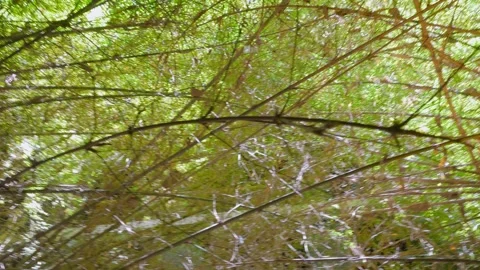 Looking up at the swirling pattern of bamboo trees in a dense forest in 4k .. Stock Footage 264771801
