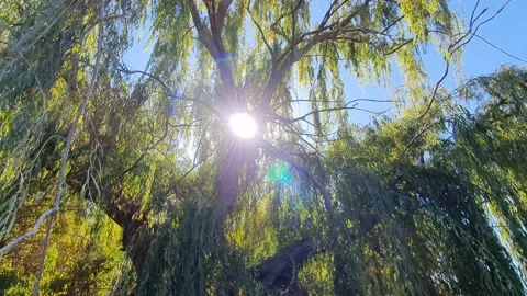 Looking up into a tall back lit willow tree on a riverbank Vidéo 132871515