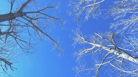 Looking up at tall bare trees and spinning round - 4K Beauty in nature Stock Footage 105849161