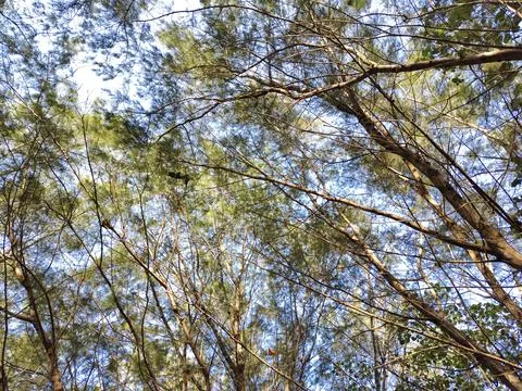 Looking up at tall casuarina tree canopy with blue sky and sunlight Stock Photos