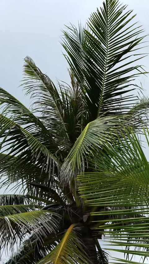 Looking up at a tall coconut palm tree with lush green fronds  Stock Footage 344768287