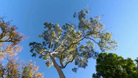 Looking up at tall eucalyptus tree against clear blue sky in motion. Vídeos de archivo 333039722