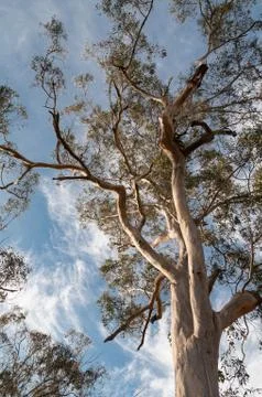 Looking up at tall eucalyptus tree nature background Stock Photos