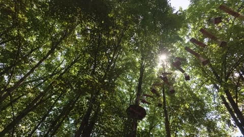 Looking up into tall forest canopy, sunbeam pierces leaves Stock Footage 341768706