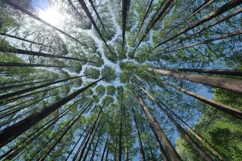Looking Up at Tall Forest Trees Against a Blue Sky Stock Photos