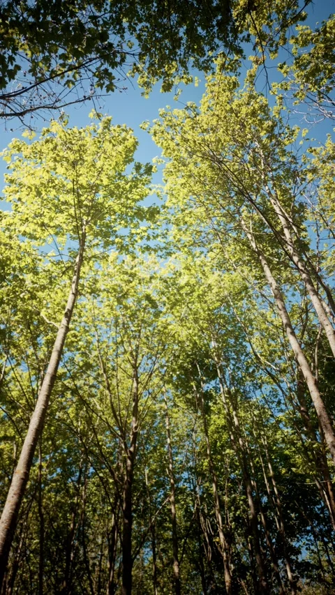 Looking Up at Tall Forest Trees with Lime-Green Spring Foliage Against Blue Sky Stock Footage 334134667