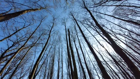 Looking up at tall leafless trees against a clear blue sky in early spring fores Stock Footage 333642767