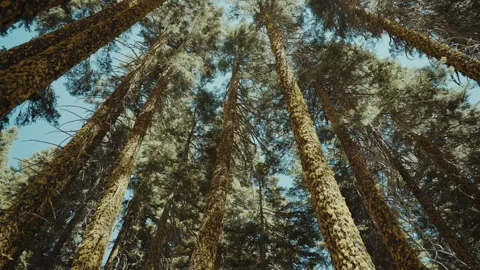 Looking up at tall lichen covered pine trunks in a forest Stock-Footage 348048876