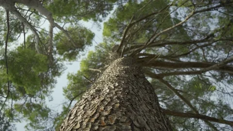 Looking up at tall Mediterranean pine trees Video stock 160983881