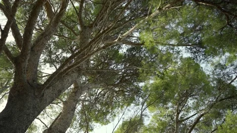 Looking up at tall Mediterranean pine trees Stock Footage 160987904