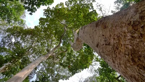 Looking Up Tall Pale Forest Trees and Textured Trunk Stockbeeldmateriaal 342996062