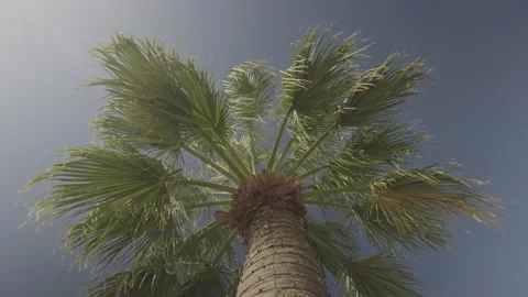 Looking up at tall palm tree against clear blue sky, fronds sway gently in Stock Footage 272520716
