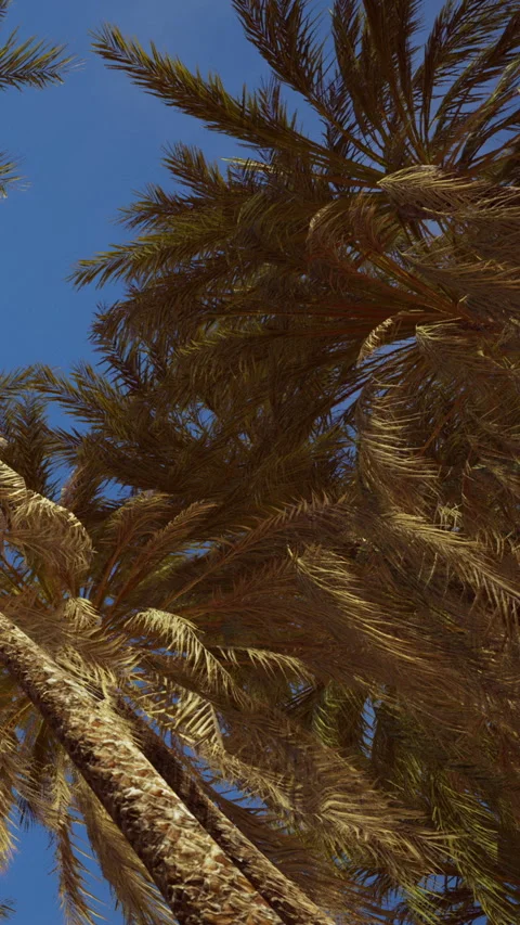 Looking up at tall palm trees against clear blue sky Stock Footage 348095953