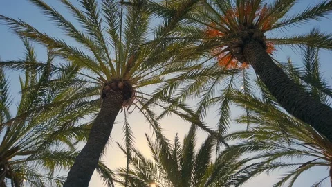 Looking up at Tall Palm Trees Stock Footage 128356030