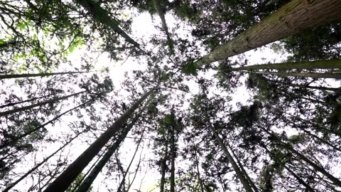 Looking up at tall pine tree canopies in Zhangjiajie, China Stock Footage 336702772