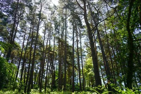 Looking up in to tall pine tree canopy 스톡 사진