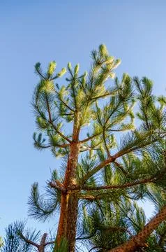 Looking up at a tall pine tree with green needles against a clear blue sky Stock Photos