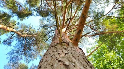 Looking up at a tall pine tree from its base, with textured bark Stock Photos