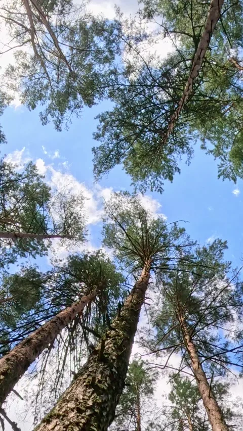 Looking up at tall pine trees against sky Vídeos de archivo 320417029