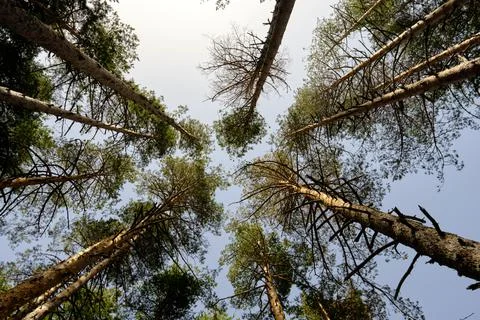 Looking up into tall pine trees against blue sky Stock Photos
