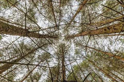 Looking up at tall pine trees in a dense forest, with branches against the sk Stock Photos