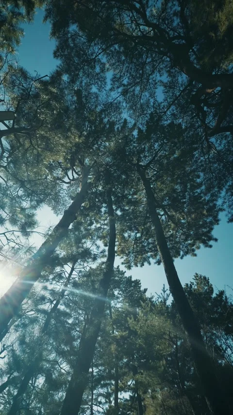 Looking up at tall pine trees in forest with sunlight Stock Footage 346264245
