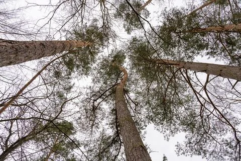 Looking up at tall pine trees in the forest of Slapy, Czech Republic, on a quiet Stock Photos