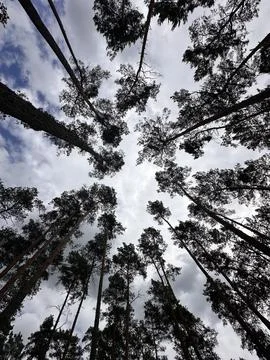 Looking Up at Tall Pine Trees in Forest Canopy Stock Photos