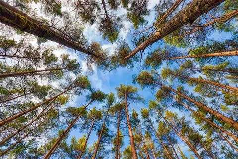 Looking up at tall pine trees in forest against sky, low angle wide angle v.. Stock Photos