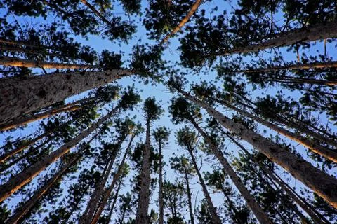 Looking up at tall pine trees Foto stock