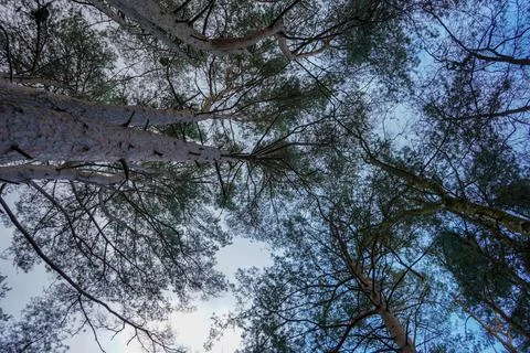 Looking up at tall pine trees 스톡 사진