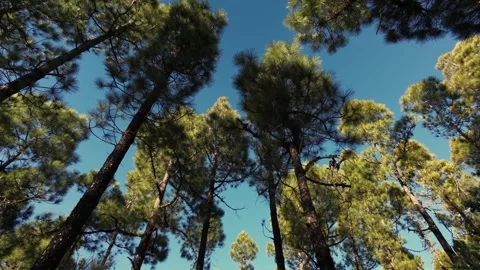 Looking up at tall pine trees in a regenerated forest against a clear blue sky 스톡 동영상 333771802