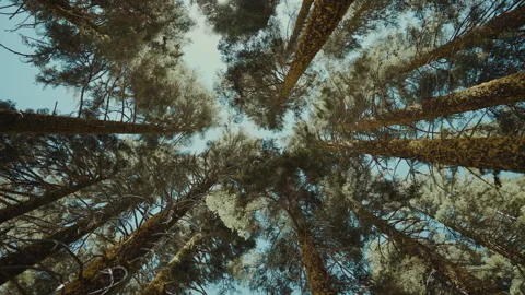 Looking up at tall pine trees rotating against the sky Stock Footage 348049022